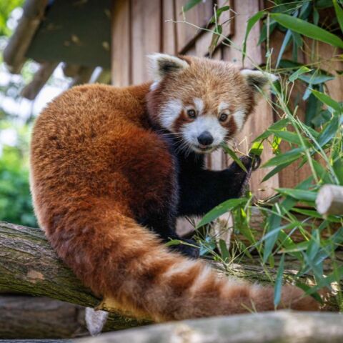 Εδιμβούργο: Μικρό κόκκινο πάντα πέθανε λόγω στρες από πυροτεχνήματα