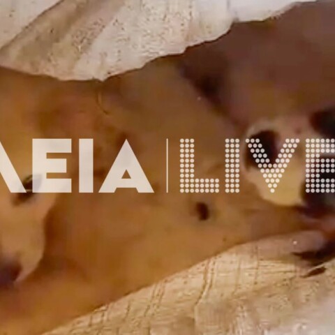 Ηλεία: Έδεσαν κουτάβια σε τσουβάλια και τα παράτησαν