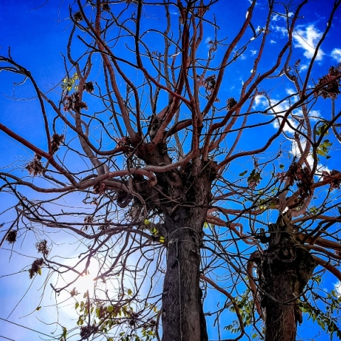 ουρανος, δεντρα