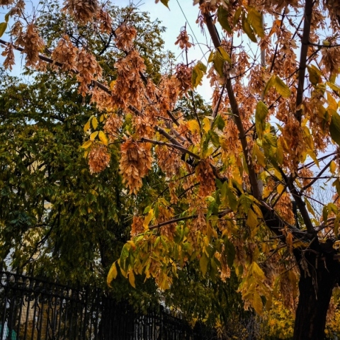 δεντρα, φυλλα