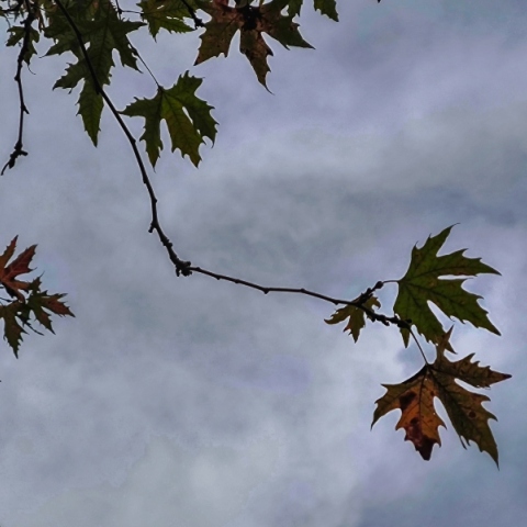 δεντρο, φυλλα, ουρανος, συννεφα