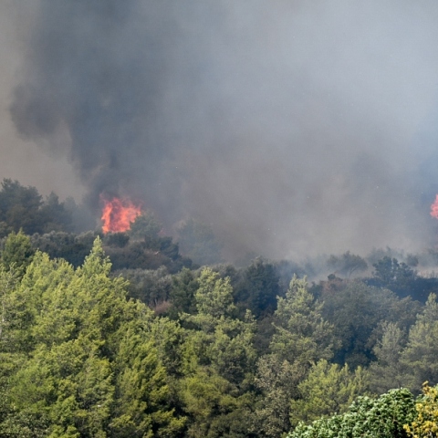 φωτια, δασος