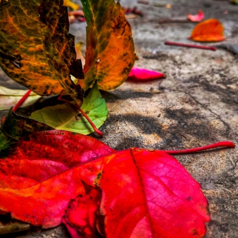 φθινοπωρινά φύλλα