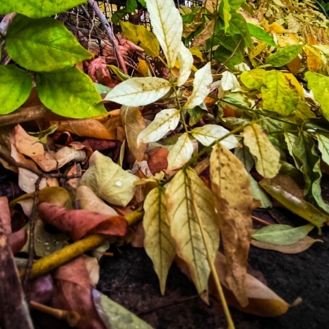 φθινοπωρινά φύλλα