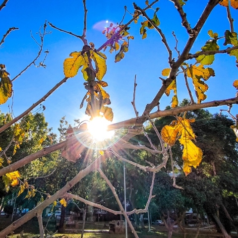 δεντρα, ουρανος, συννεφα