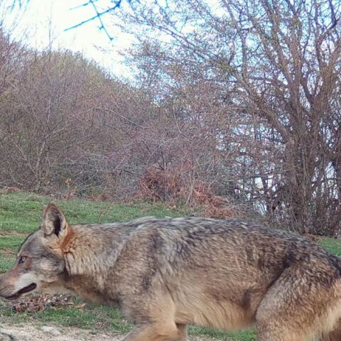 Ταΰγετος: Επανεμφάνιση λύκων έναν αιώνα μετά