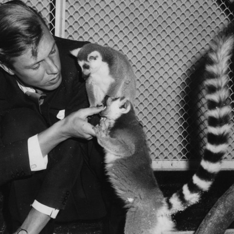 70 χρόνια «Sir» Ντέιβιντ Ατένμπορο, ο άνθρωπος που έφερε τη φύση «μέσα στα σπίτια»