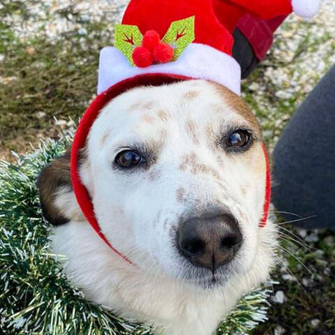 Αδεσποτούλια Ξάνθης
