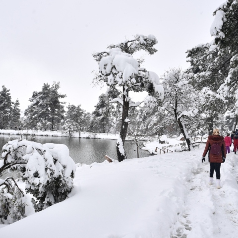 χιονια, δασος