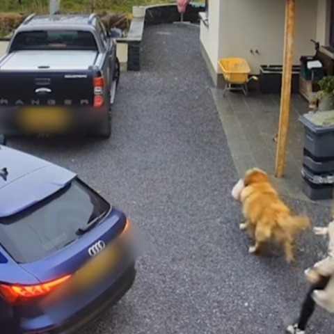 σκυλος, γαλοπουλο, σπιτι, αυτοκινητο, κατοικοι