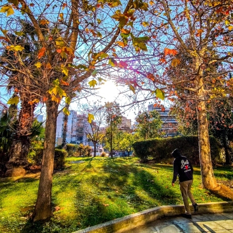 δεντρα, ουρανος, συννεφα, ηλιος