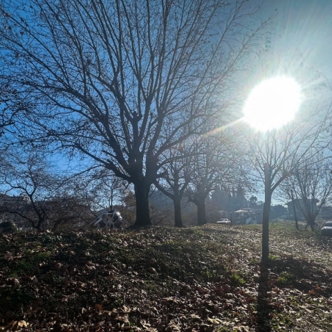 ηλιος, ουρανος, δεντρα