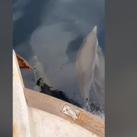 Χαλκιδική: Δελφίνια έκαναν «παρέα» σε βάρκα - Δε σταματούσαν τις βουτιές και τις φιγούρες