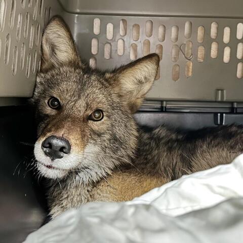 Σικάγο: Κογιότ μπήκε σε σούπερμάρκετ και άρχισε να τρώει ανενόχλητο 