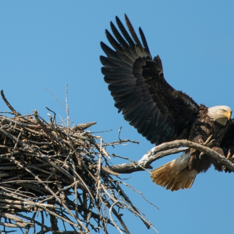 αετος, φωλια, ουρανος