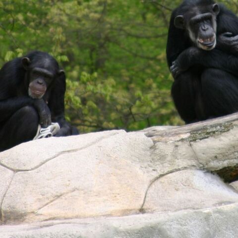 Για τους χιμπατζήδες η ούρηση μπορεί να είναι μεταδοτική όπως στους ανθρώπους το χασμουρητό
