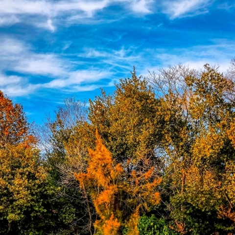 ουρανος, συννεφα, δεντρα