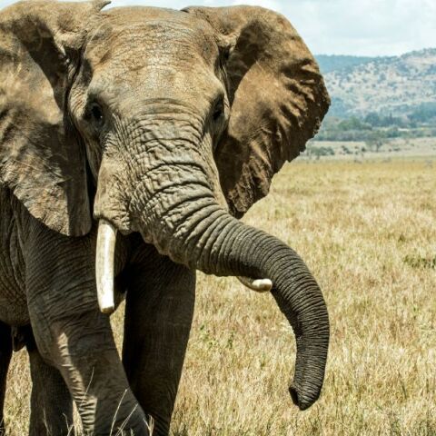 Νότια Αφρική: Ελέφαντας ποδοπάτησε τουρίστα - Προσπαθούσε να προστατεύσει το εγγόνι του