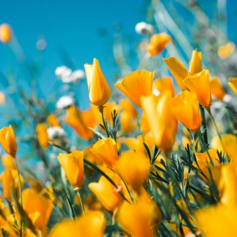 κιτρινα λουλουδια, ουρανος, συννεφα