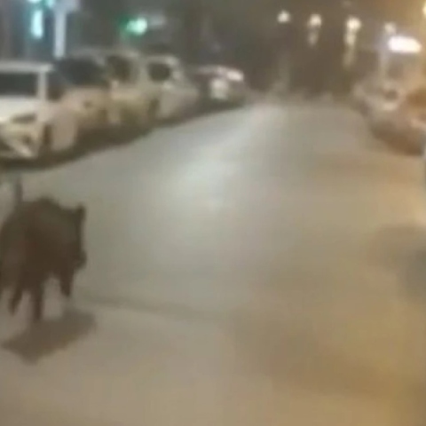 Αγριογούρουνο τρεχει σε δρομο