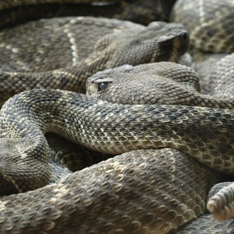 Σίδνεϊ: Άνδρας έμεινε έκπληκτος όταν συλλέχθηκαν 102 φίδια από τον κήπο του σπιτιού του
