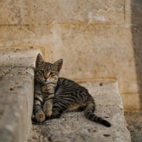 γατα σε σκαλοπατια