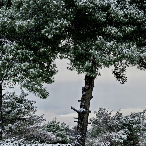 Καιρός: Χιονίζει στην Πάρνηθα - Άγγιξε τους -10 βαθμούς Κελσίου η χαμηλότερη θερμοκρασία σήμερα