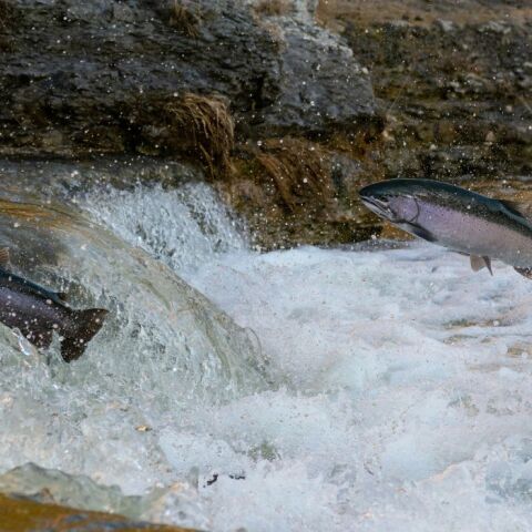 Nορβηγία: Εταιρεία θαλασσινών προσφέρει αμοιβή για σολομούς που δραπέτευσαν