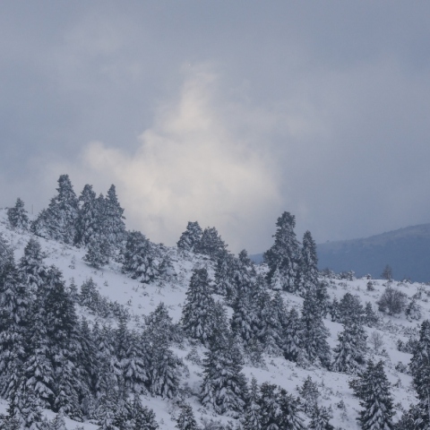 χιονισμενο τοπιο, δασος, δεντρα, 