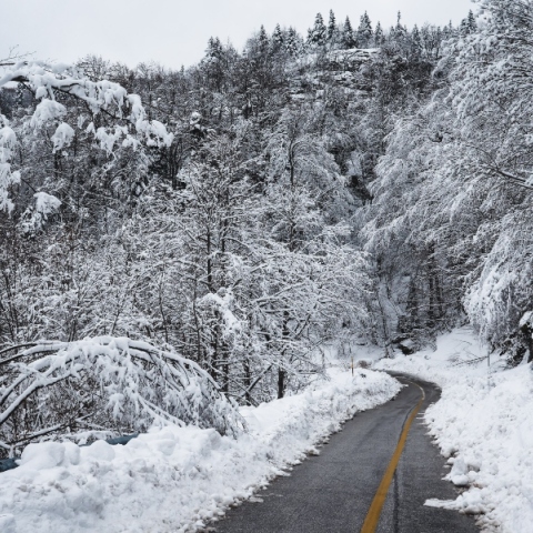 χιονια, δρομος, δεντρα