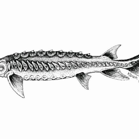 Οξύρρυγχος