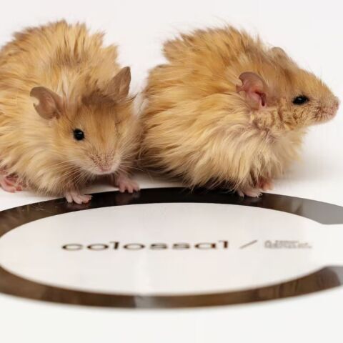 Γενετιστές δημιούργησαν το πρώτο μαλλιαρό ποντίκι