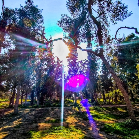 ηλιος, ουρανος, δεντρα