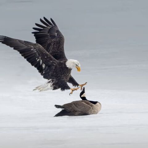 Kαναδάς: Viral η γεμάτη συμβολισμό μάχη της καναδικής χήνας με τον αμερικανικό φαλακρό αετό