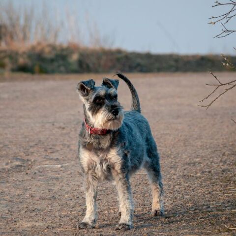 Βρετανία: Συναγερμός για τον ιστορικά χαμηλό γεννήσεων του «διάσημου» σκωτσέζικου τεριέ 