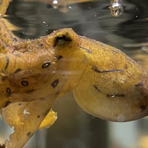 Αρσενικά χταπόδια χορηγούν δηλητήριο στα θηλυκά για να αποφύγουν να φαγωθούν κατά τη διάρκεια του σεξ