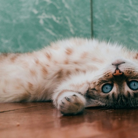 Οικόσιτες γάτες ταξίδεψαν από τον Silk Road στην Κίνα πριν από περίπου 1.400 χρόνια