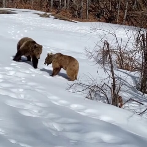 Ξύπνησαν οι αρκούδες στο Νυμφαίο με πολύ όρεξη για παιχνίδι (vid)