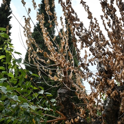 Ατμοσφαιρική ρύπανση: Οι πιο μολυσμένες περιοχές στην Ελλάδα για το 2024