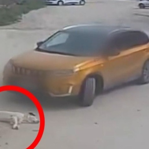 Θεσσαλονίκη: Οδηγός παρέσυρε σκυλάκι και το εγκατέλειψε