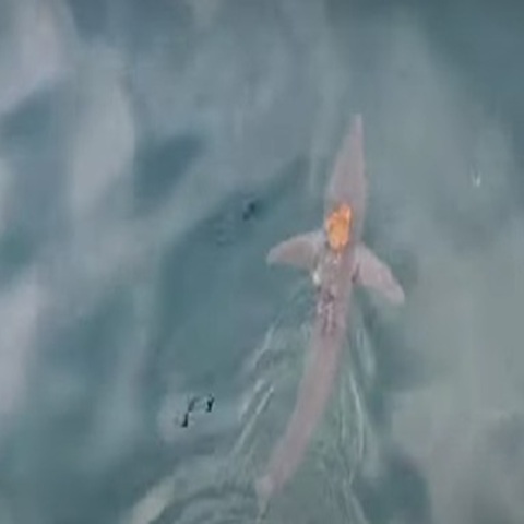 Χταπόδι...ίππευσε καρχαρία και πήγε βόλτα προσκολλημένο στην πλάτη του 