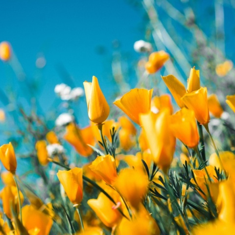 Εορτολόγιο: Σήμερα 27 Μαρτίου 2025 γιορτάζει…