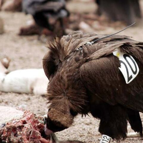 Εθνικό Πάρκο Δαδιάς: Αύξηση του πληθυσμού του Μαυρόγυπα δύο χρόνια μετά την πυρκαγιά	