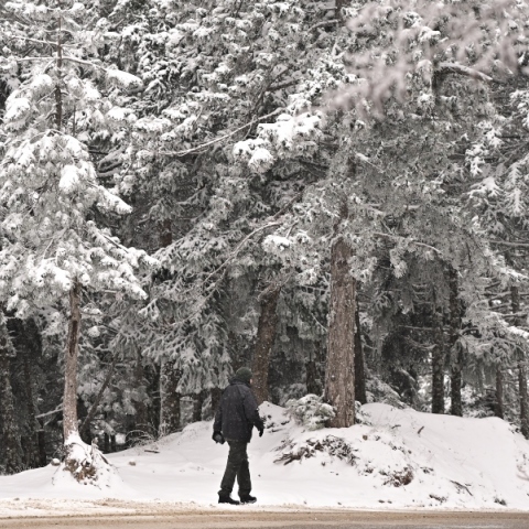 χιονια, πεζος, δεντρα