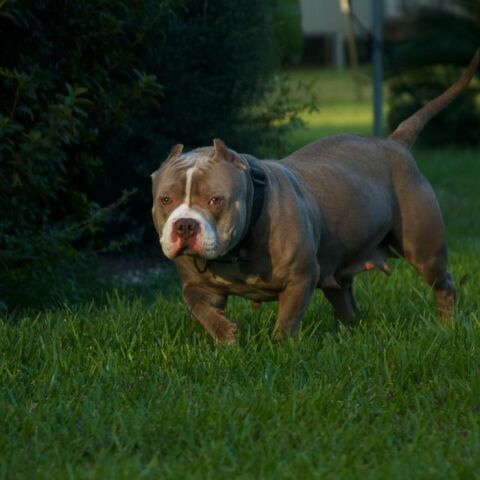 Bρετανία: Πανικός στο Σέφιλντ για ένα XL Bully που κυκλοφορεί ελεύθερο 