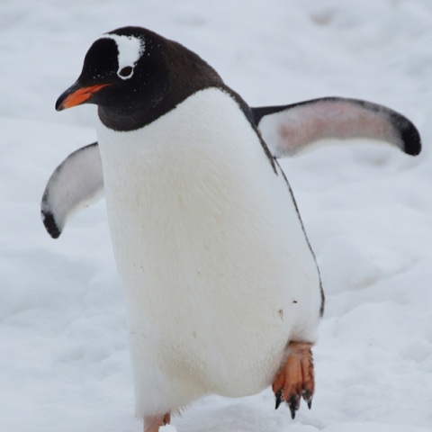 Νότια Αφρική: Ελικόπτερο συνετρίβη σε ένα νησάκι εξαιτίας ενός «ανασφάλιστου» πιγκουίνου	