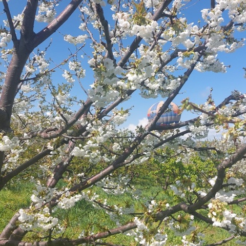 Οι ανθισμένες κερασιές της Πιερίας