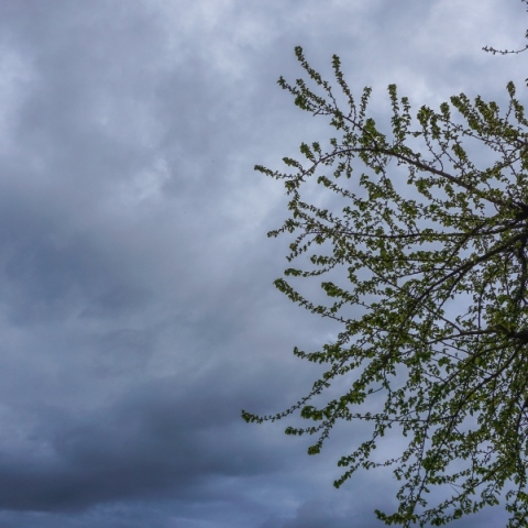 ουρανος, συννεφα, δεντρα