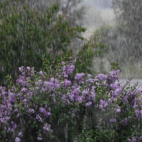 λουλουδια, βροχη
