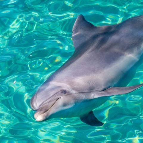 Ρέθυμνο: Δελφίνι ξεβράστηκε στην ακτή με αποκομμένη ουρά 